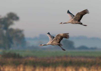 Vielleicht sehen Sie fliegende Kraniche bei Ihrer Hausboot-Tour im Ruppiner Seenland.