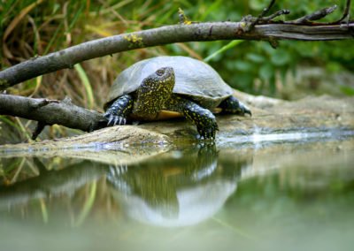 Die Sumpfschildkröte gehört zu den Tieren, die Sie im Ruppiner Seenland beobachten können.