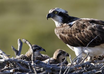 Fischadler mit Jungen im Nest