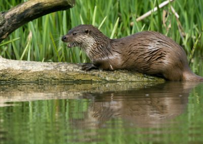 Fischotter können im Ruppiner Seenland beobachtet werden.